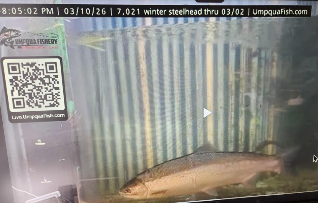 8,000th Winter Steelhead Counted in North Umpqua