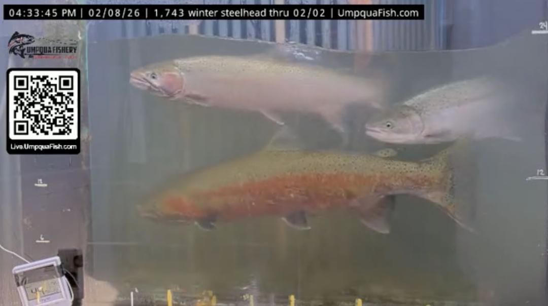 Unprecedented Steelhead Passage at Winchester Dam