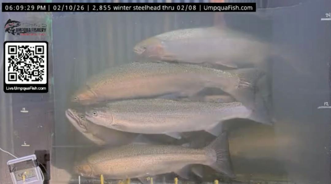3,500 Steelhead Count at Winchester Fish Cam