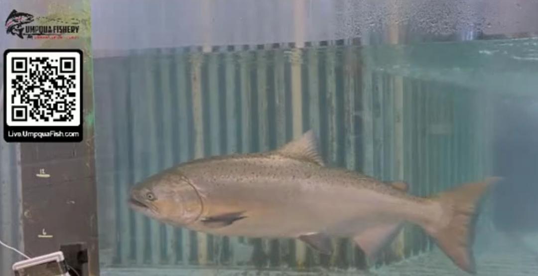 First Spring Chinook Appears on March 24th