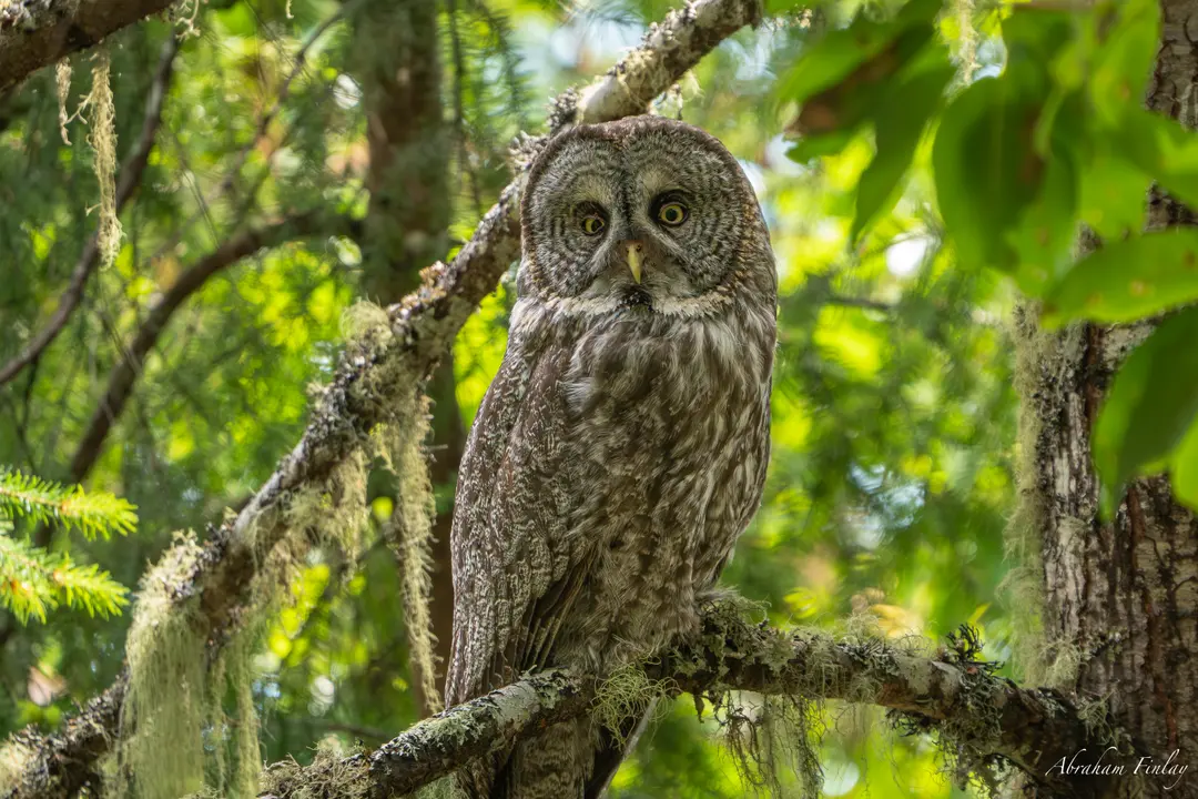 Rare Great Gray Owl Nest