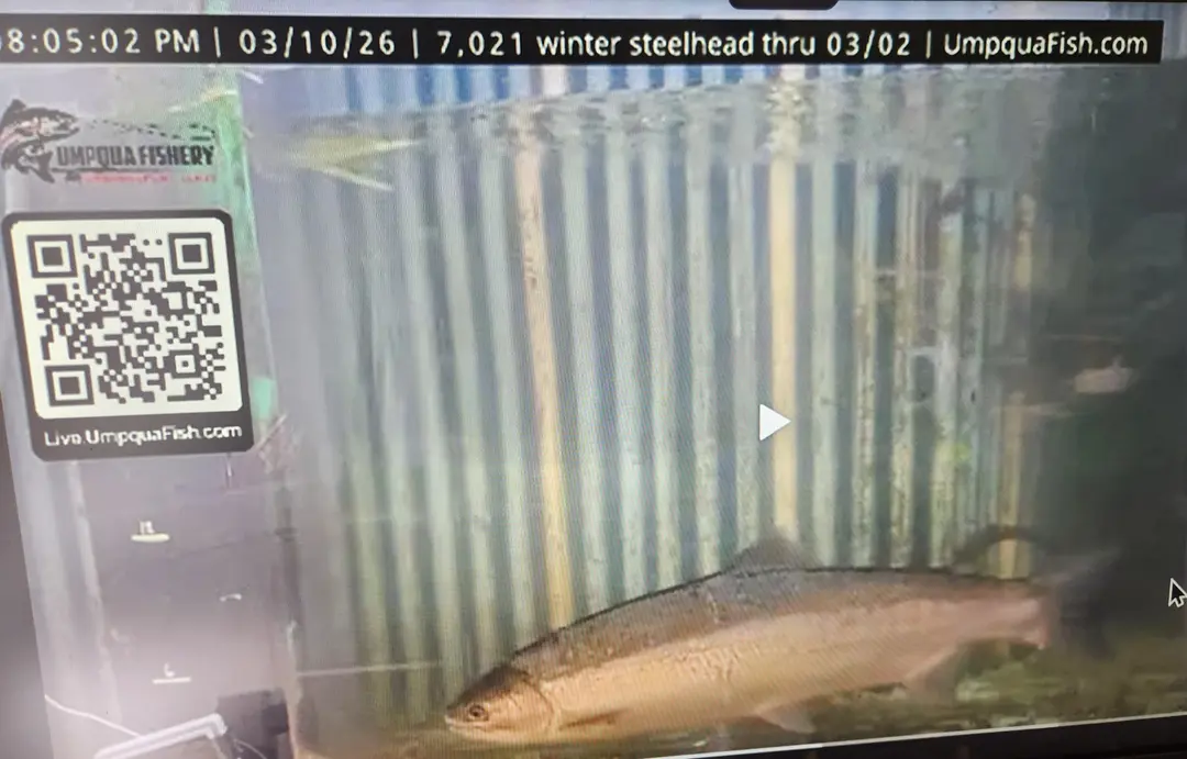 8,000th Winter Steelhead Counted in North Umpqua