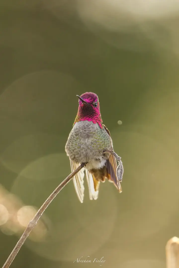 Anna’s Hummingbird