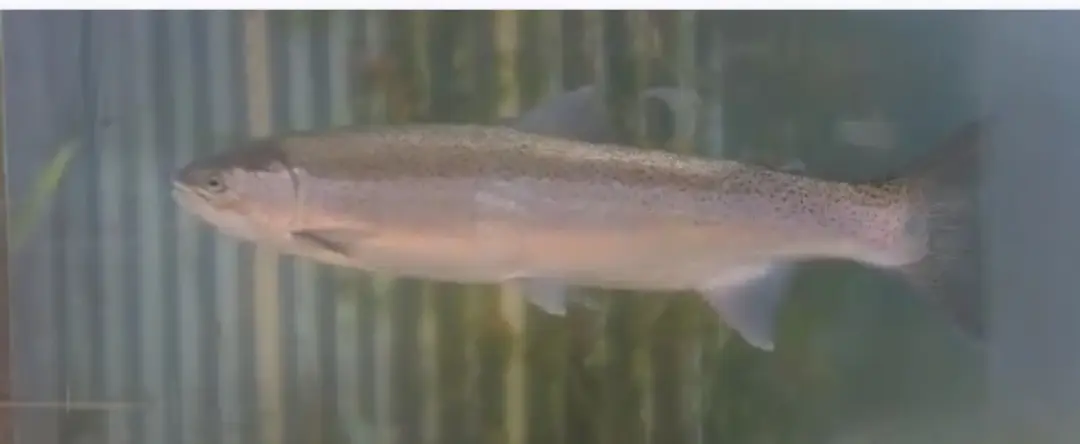 North Umpqua River Fallrun Steelhead have arrived.
