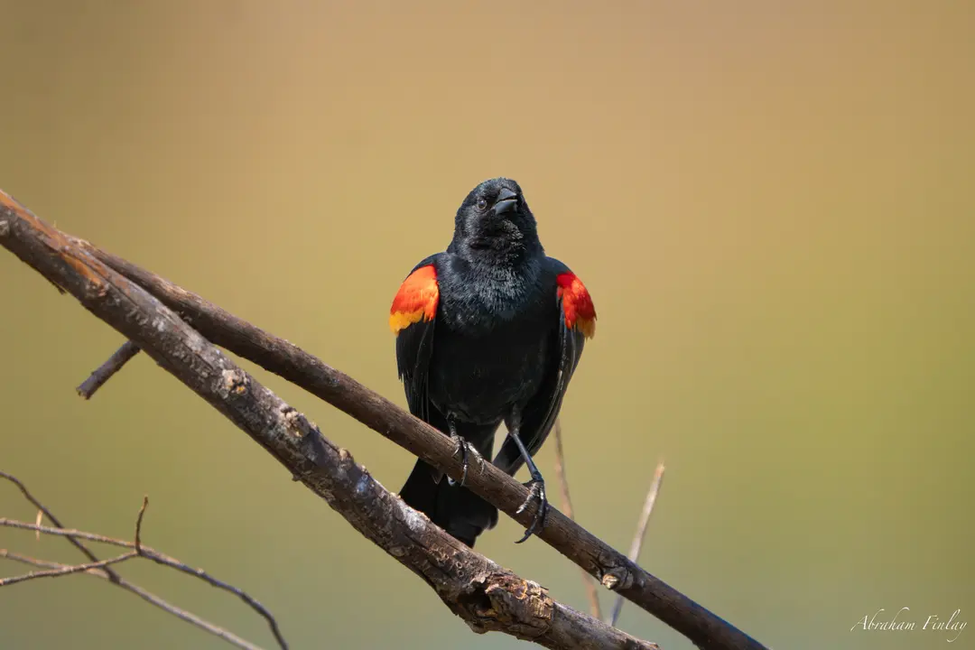 Red-winged Blackbird At Fords Pond