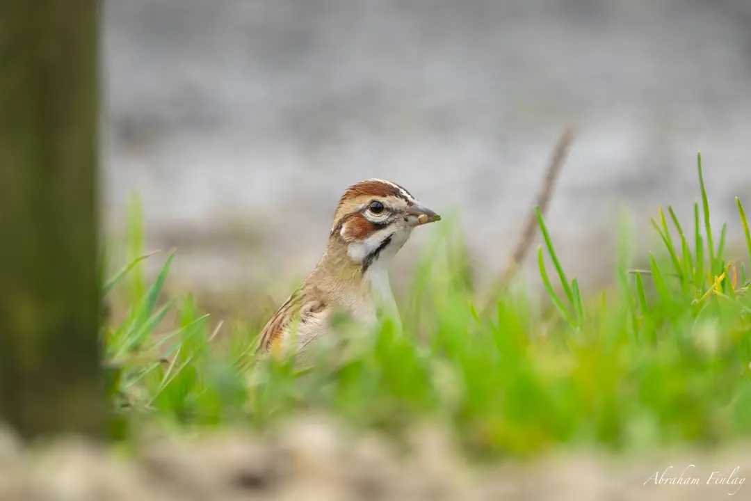 Rare Lark Sparrow Near Depoe Bay