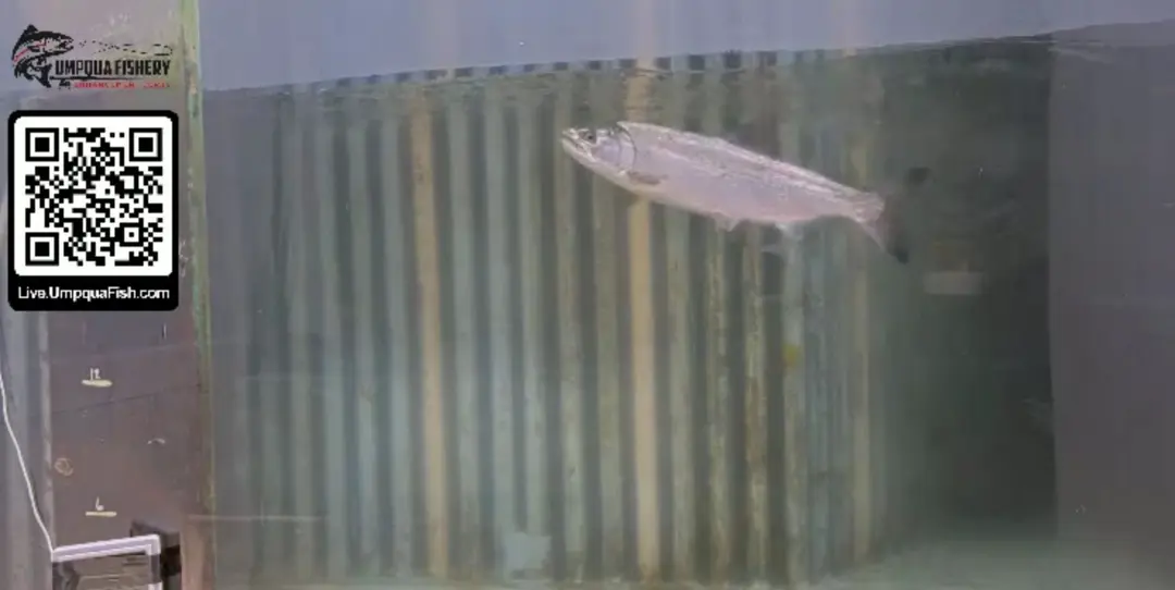 Different species is now migrating.