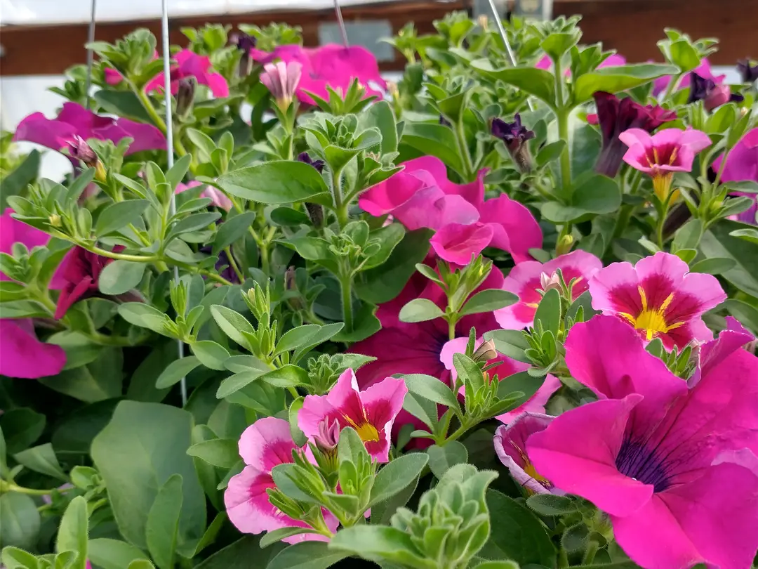 Littleriver Greenhouse Set to Open For the Season