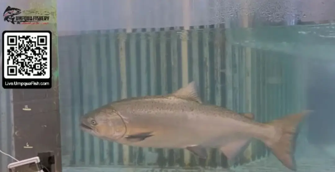 Today may be the start of Spring Chinook season. — Umpqua Live Fish Cam