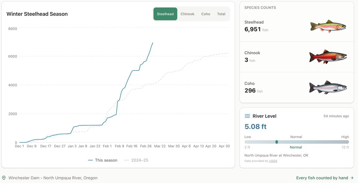 Winter Steelhead Run on the North Umpqua Surpasses Last Year's Total