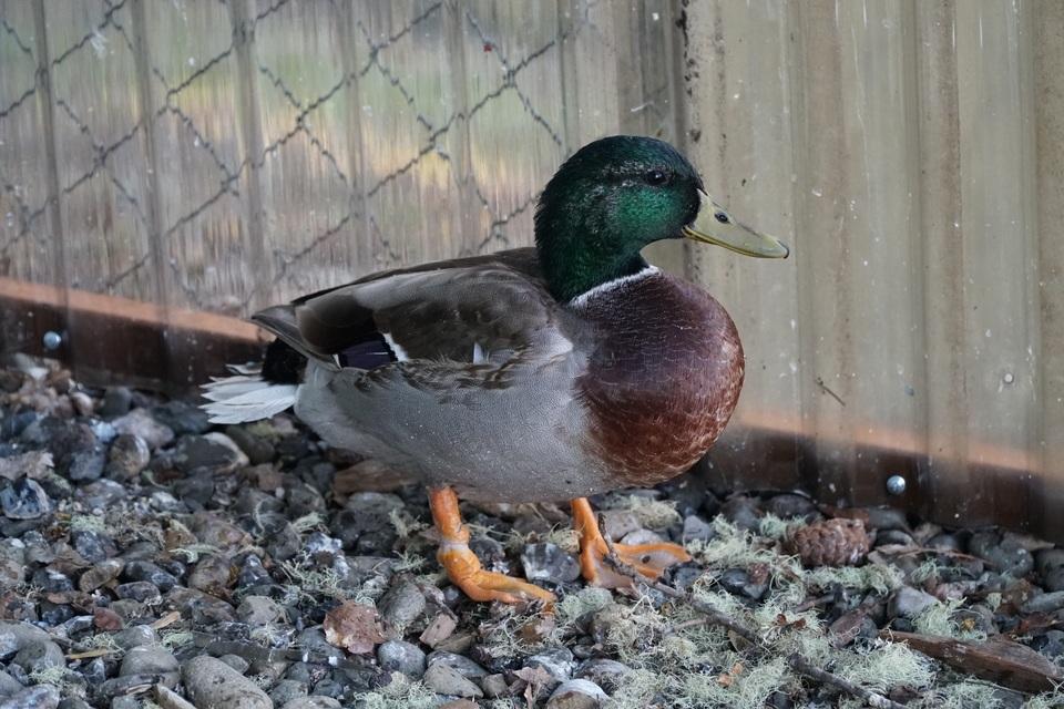 The Injured Duck Has Been Released Back Into the Wild! — Roseburg Tracker