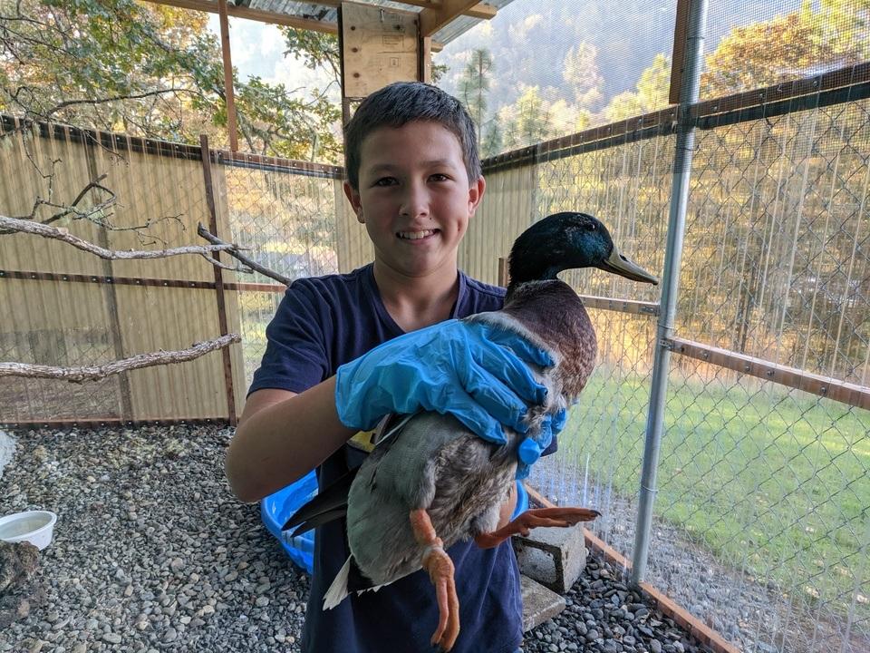 The Injured Duck Has Been Released Back Into the Wild! — Roseburg Tracker