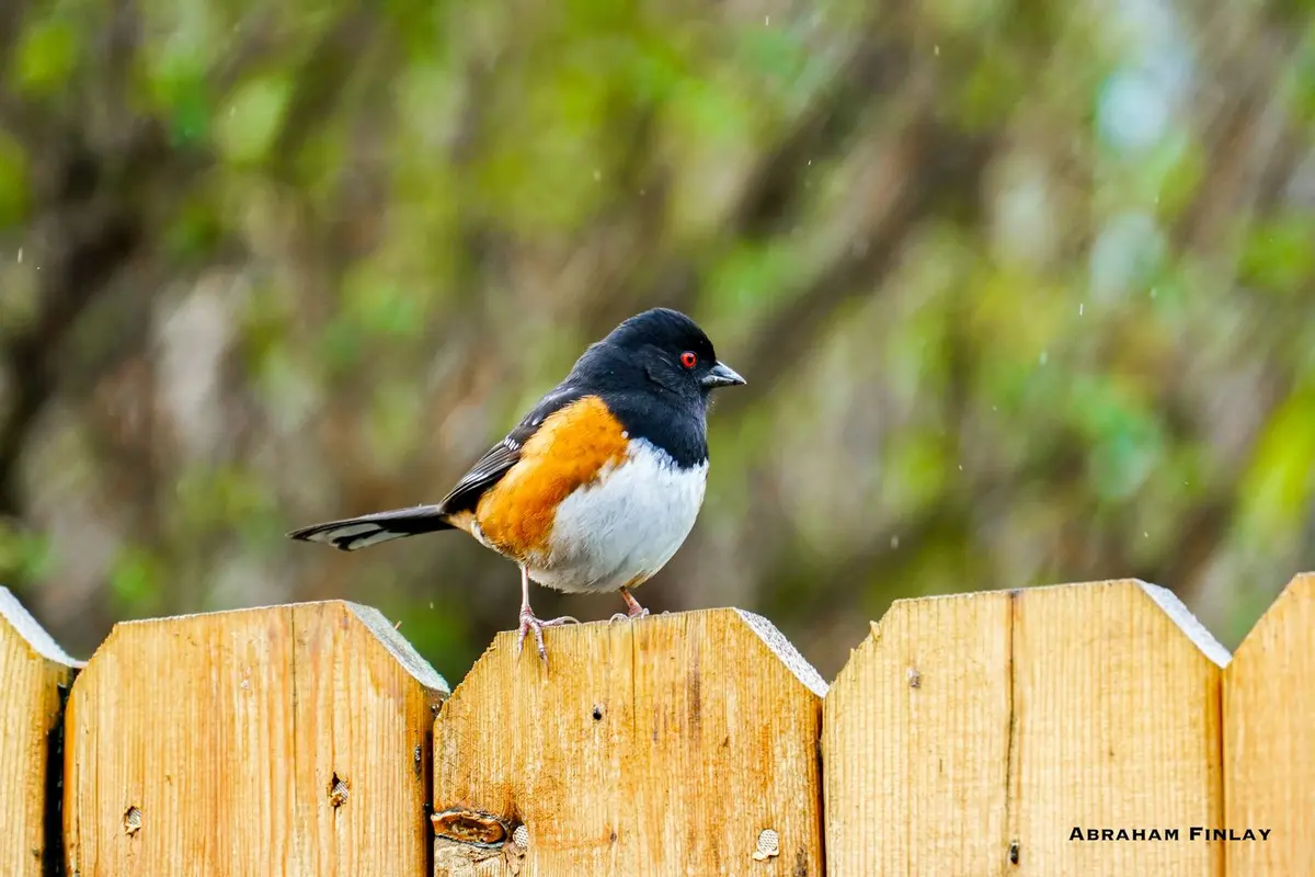 Douglas County Birds: Spotted Towhee 