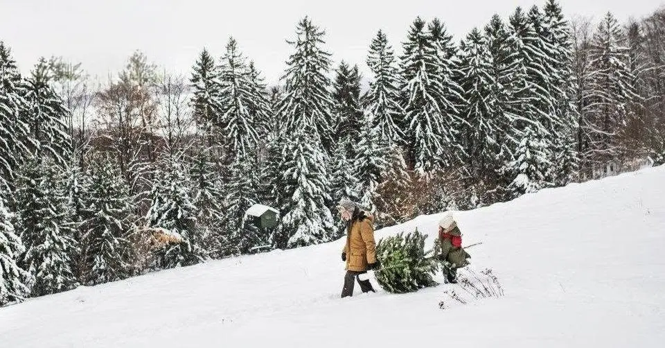 Christmas Tree Permits Are Free on the Umpqua National Forest This Year