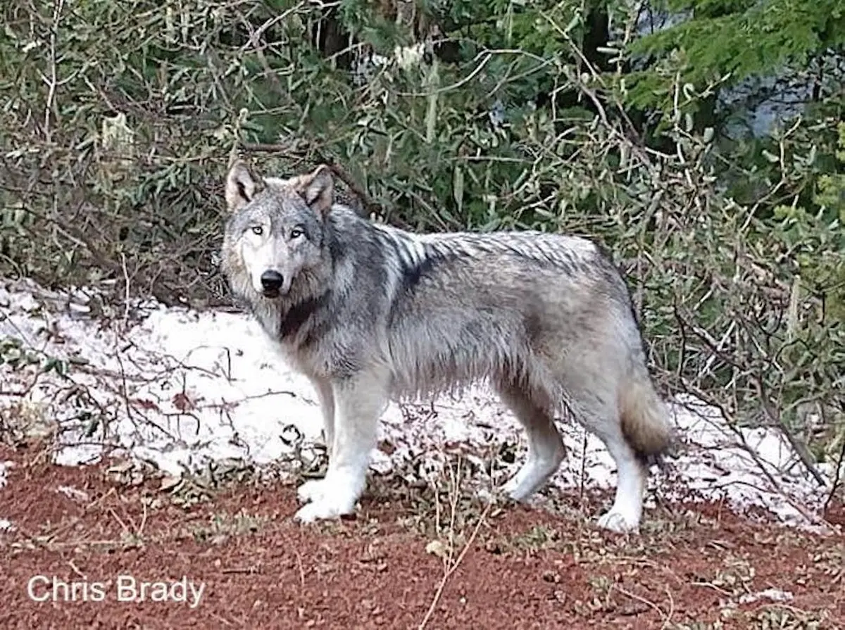Yearling Wolf from Indigo Pack Dies in Vehicle Collision on Highway 138