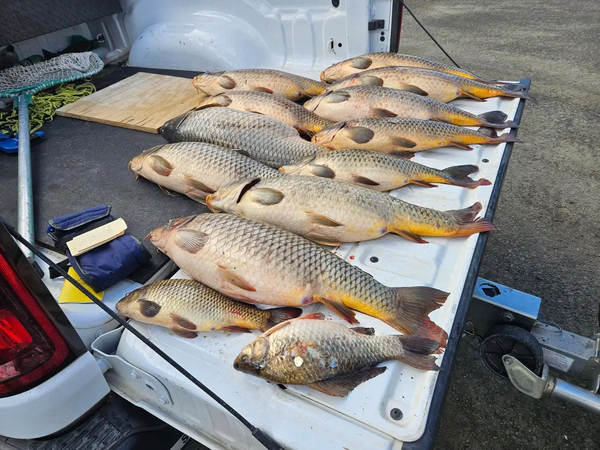Common Carp Found in Cooper Creek Reservoir Concerns Biologists