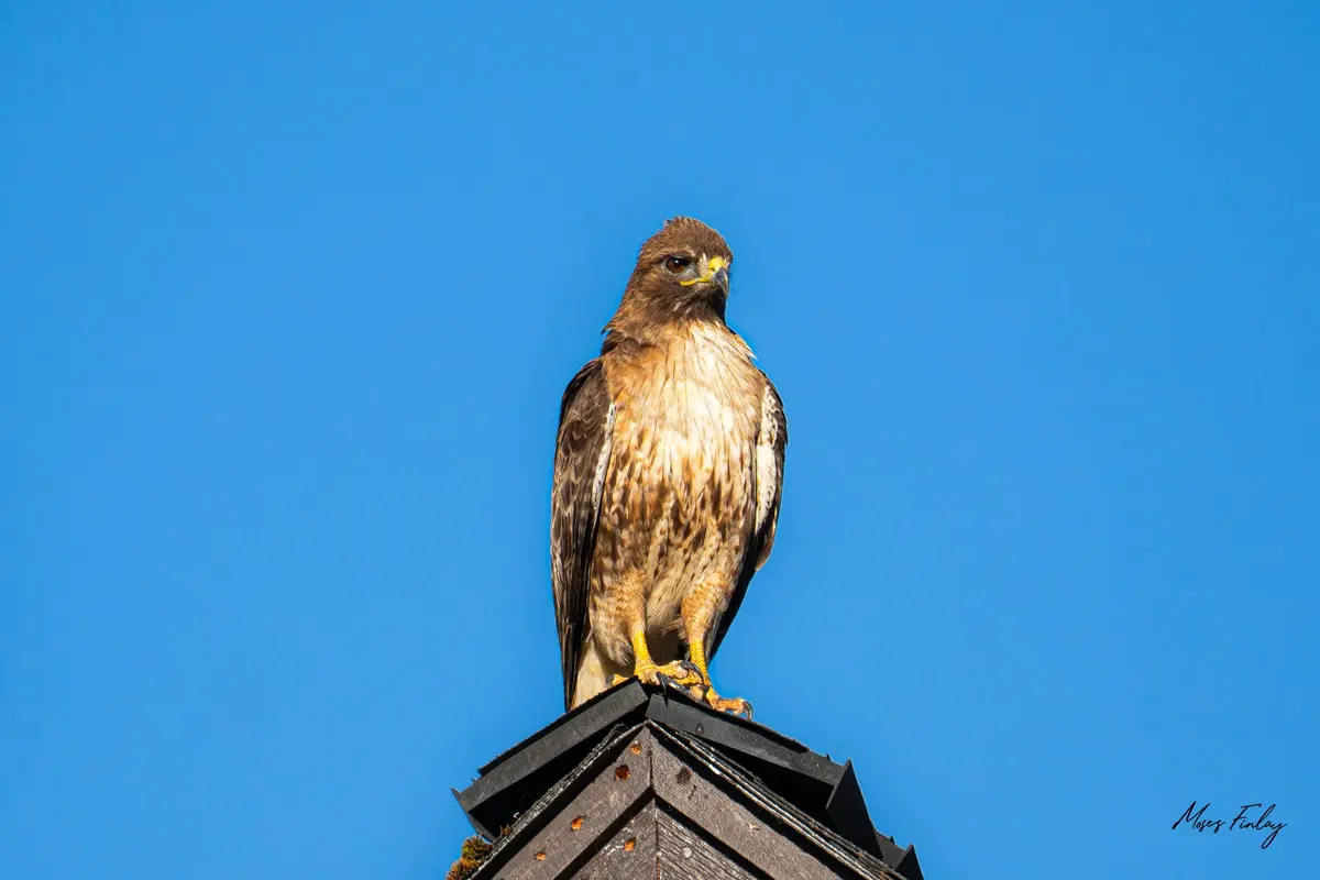 Red-tailed Hawk