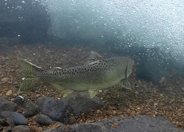 Fall Chinook Salmon Fishing Closure Announced for Umpqua River