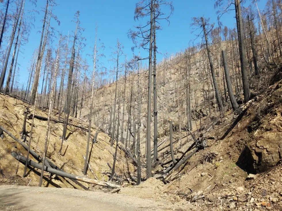 Area Wildlife Ecologist Finds Life Inside the Archie Creek Fire Burn Area 