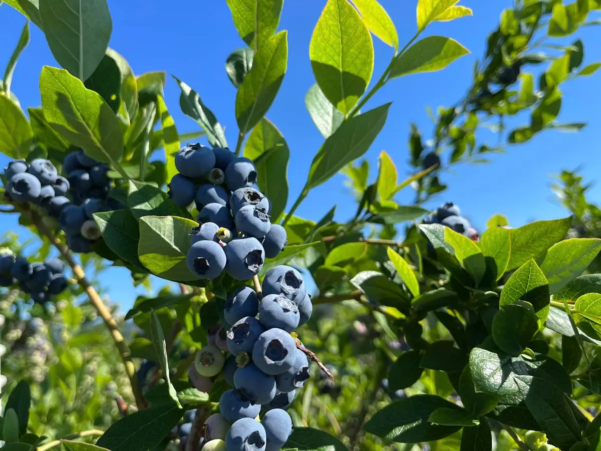 Big Bend Berries Opens U-Pick Blueberry Season Saturday