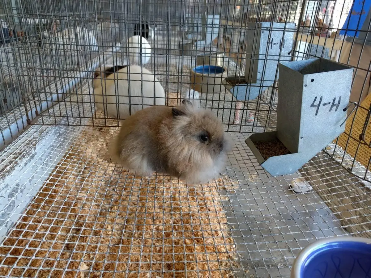 Douglas County Fair Begins Wednesday