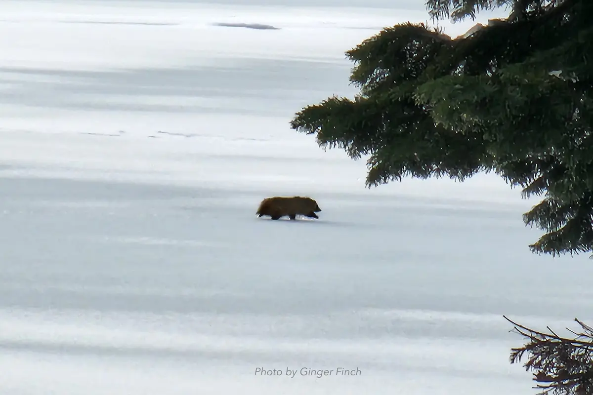 Rare Animal Spotted Crossing  Diamond Lake