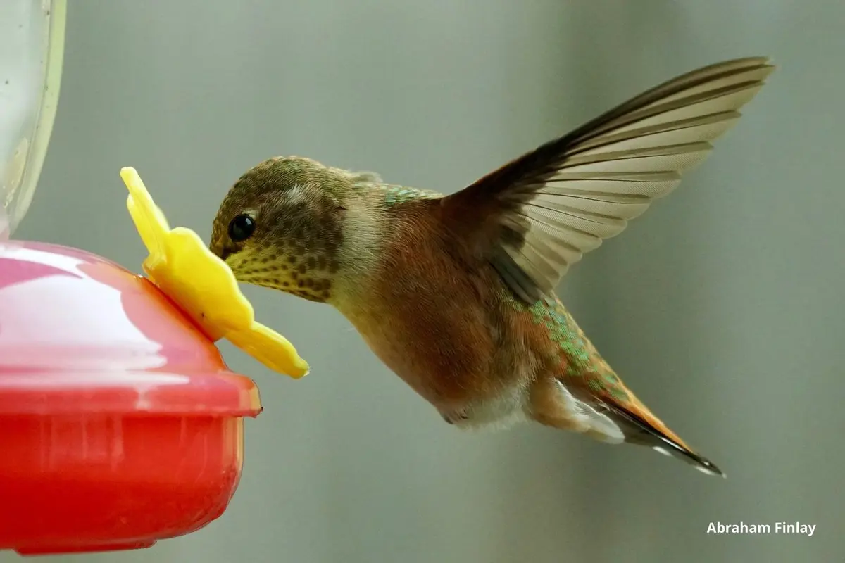 Douglas County Birds: Rufous Hummingbird