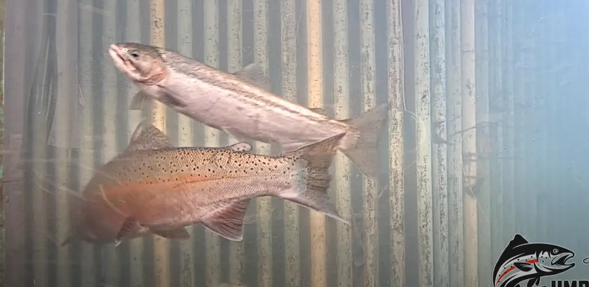 Winter Steelhead Surge at Winchester Dam