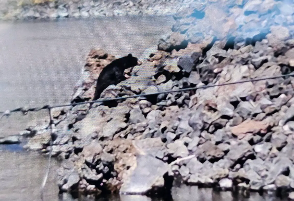 Black Bear Explores Crater Lake's Wizard Island, First Sighting in Decades