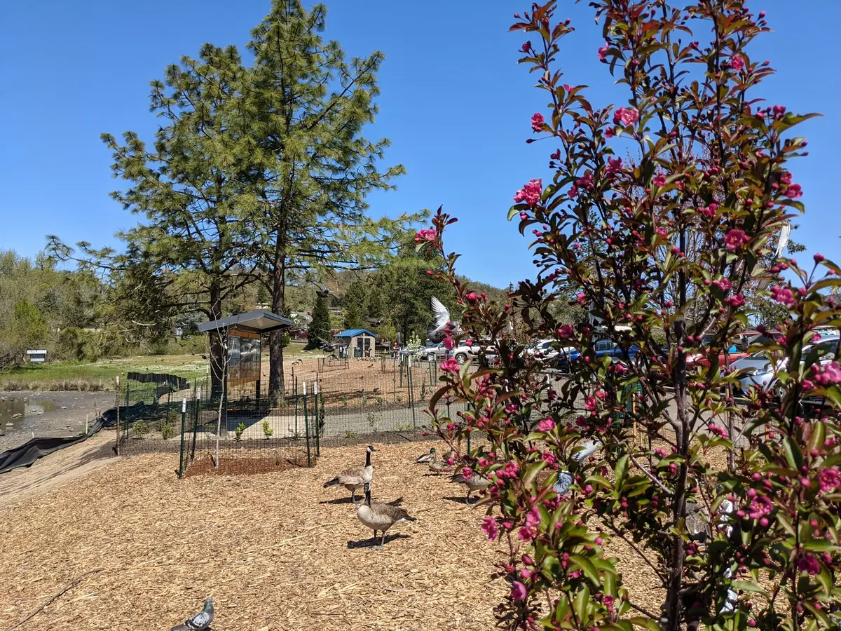 Work Project at Stewart Park Ponds Saturday at 9 am