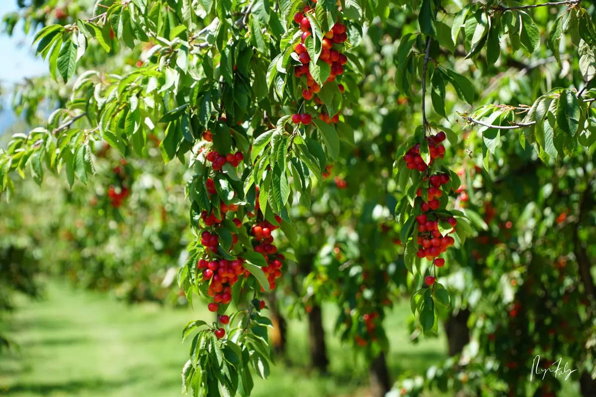 Cherry Season Has Started in Douglas County