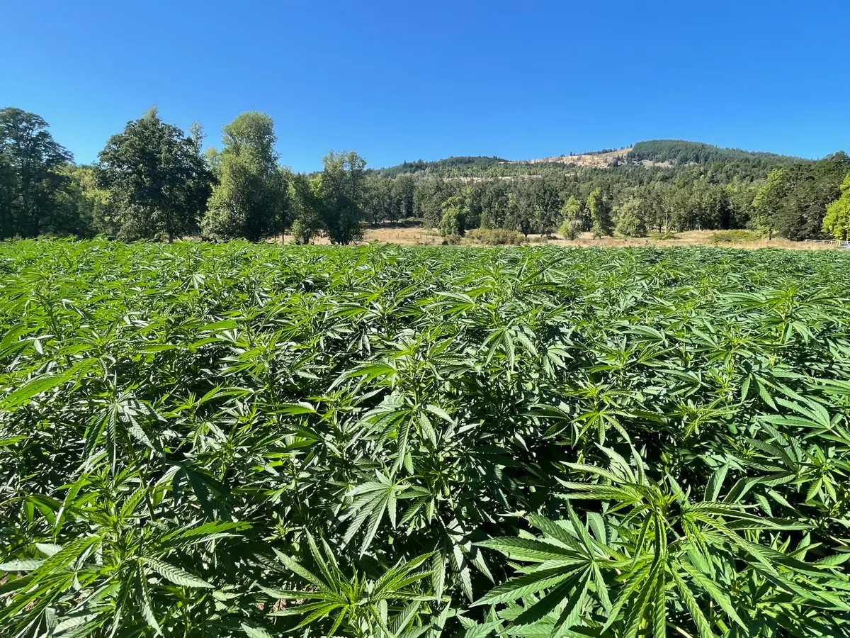 DINT Targets Foreign-Run Drug Operations in Douglas County, Seizes 240k Marijuana Plants