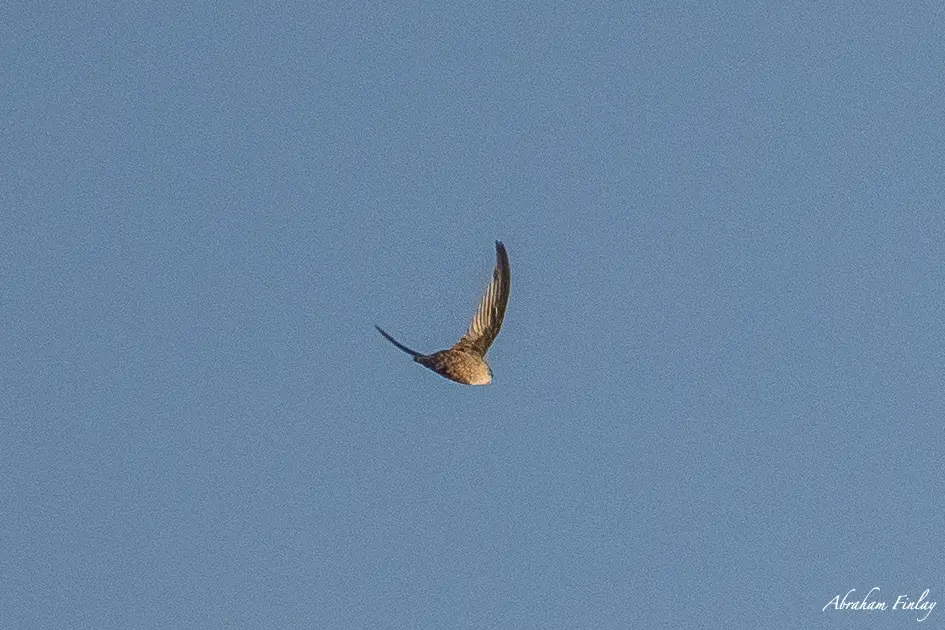 Umpqua Valley Migratory Bird Celebration (Swift Watch) Begins Friday