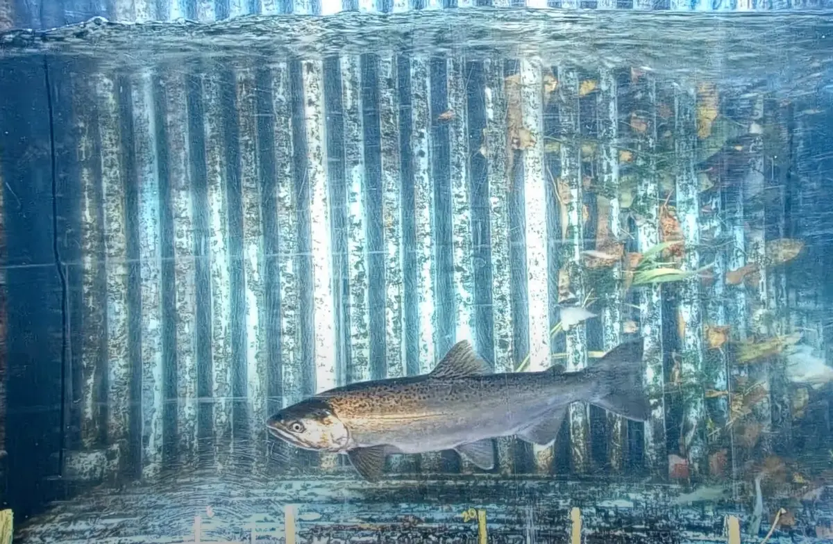 Umpqua Fishery Enhancement Derby Launches Live-Stream Video of Umpqua ...