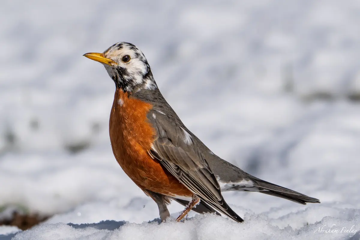 Rare Partially Leucistic Robin In The Snow — Roseburg Tracker