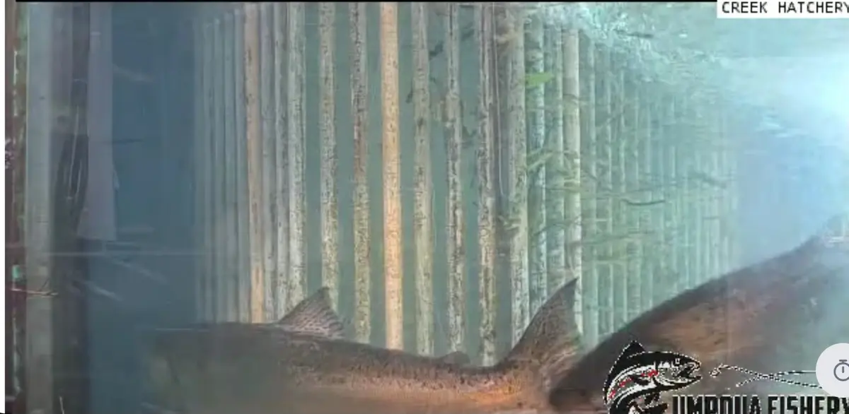 ODFW Manages Fish Ladder for Chinook — Umpqua Live Fish Cam