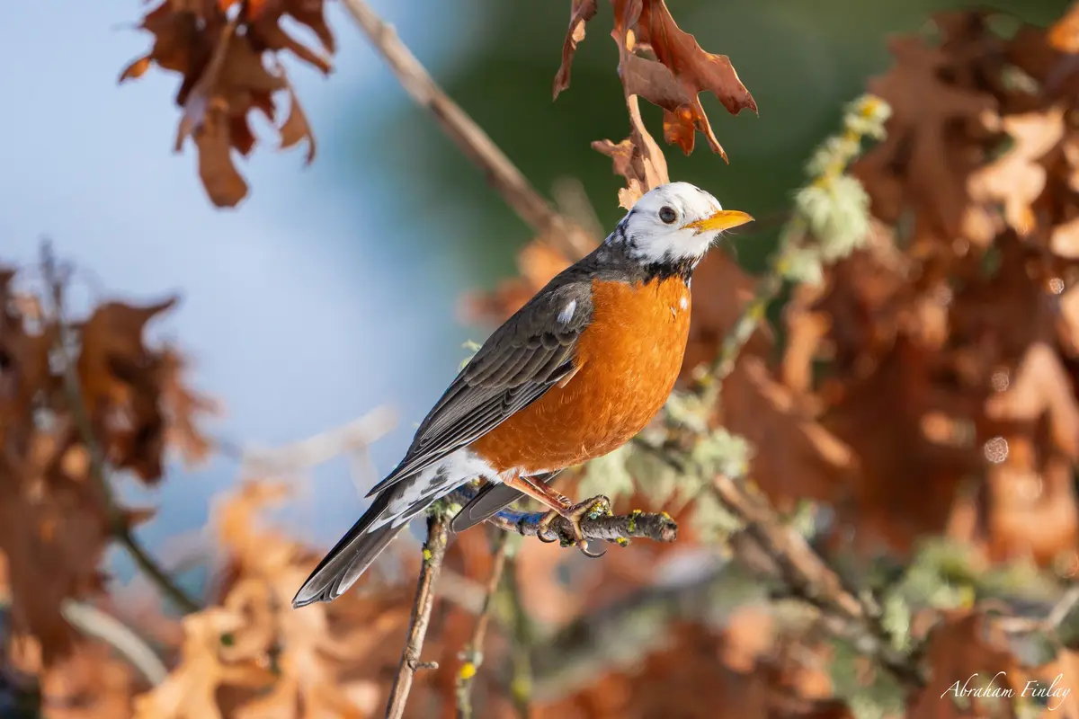 Rare Partially Leucistic Robin In The Snow — Roseburg Tracker
