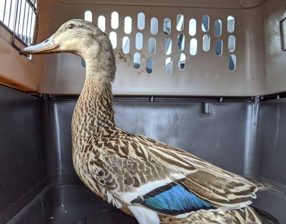Another Duck Rescued at the Duck Pond in Roseburg — Roseburg Tracker