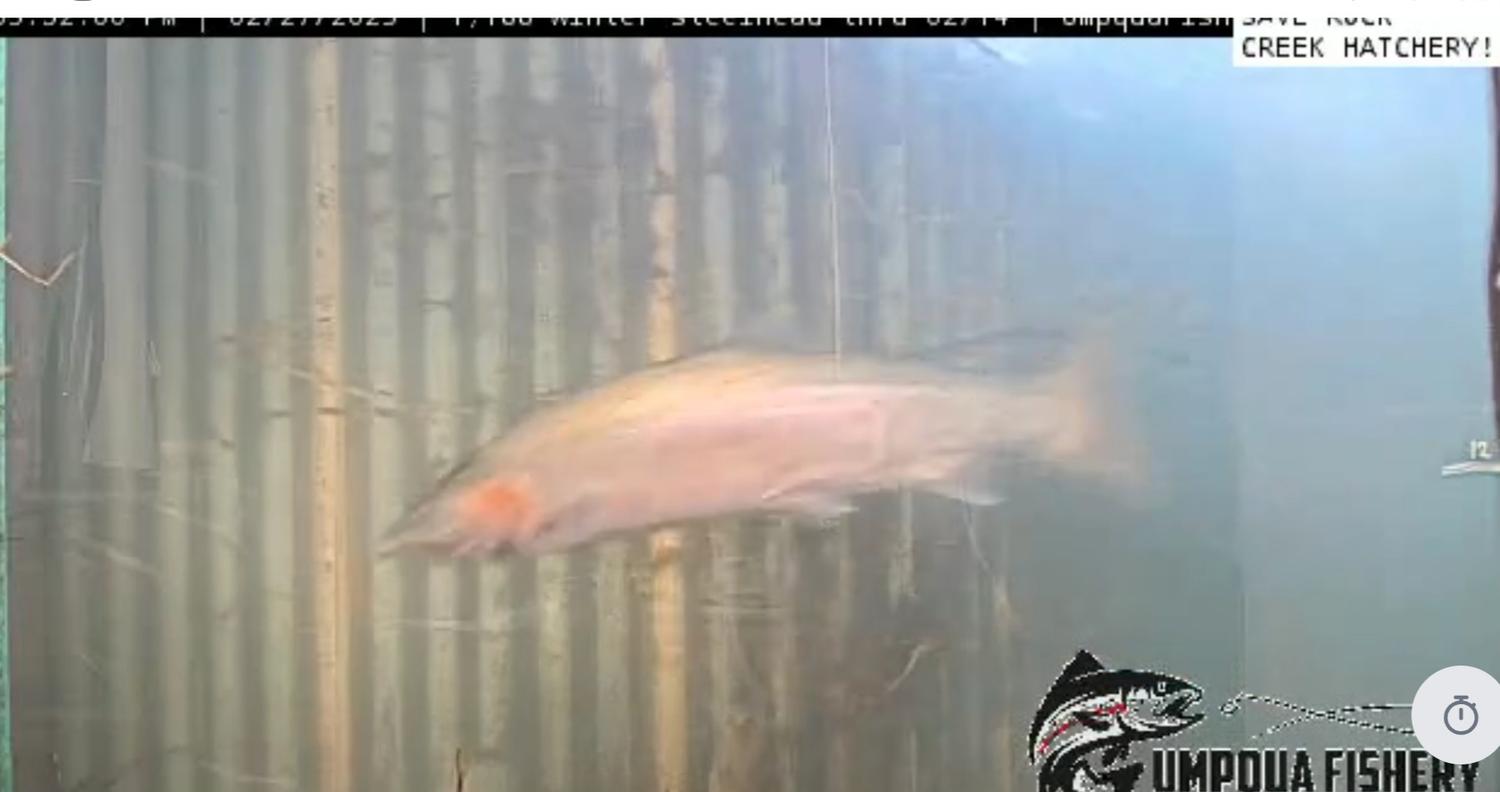 Tracking the 2025 Brood Year: North Umpqua Steelhead Update — Umpqua ...
