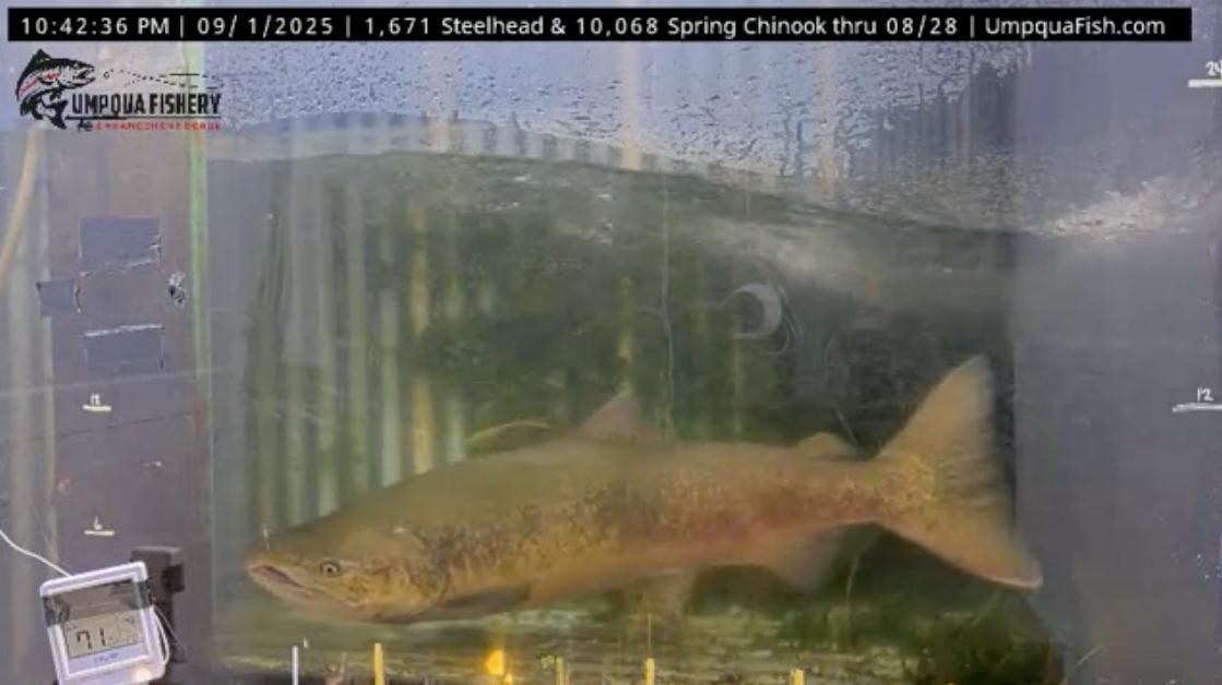 Total Fish Counts For The Last Few Days — Umpqua Live Fish Cam