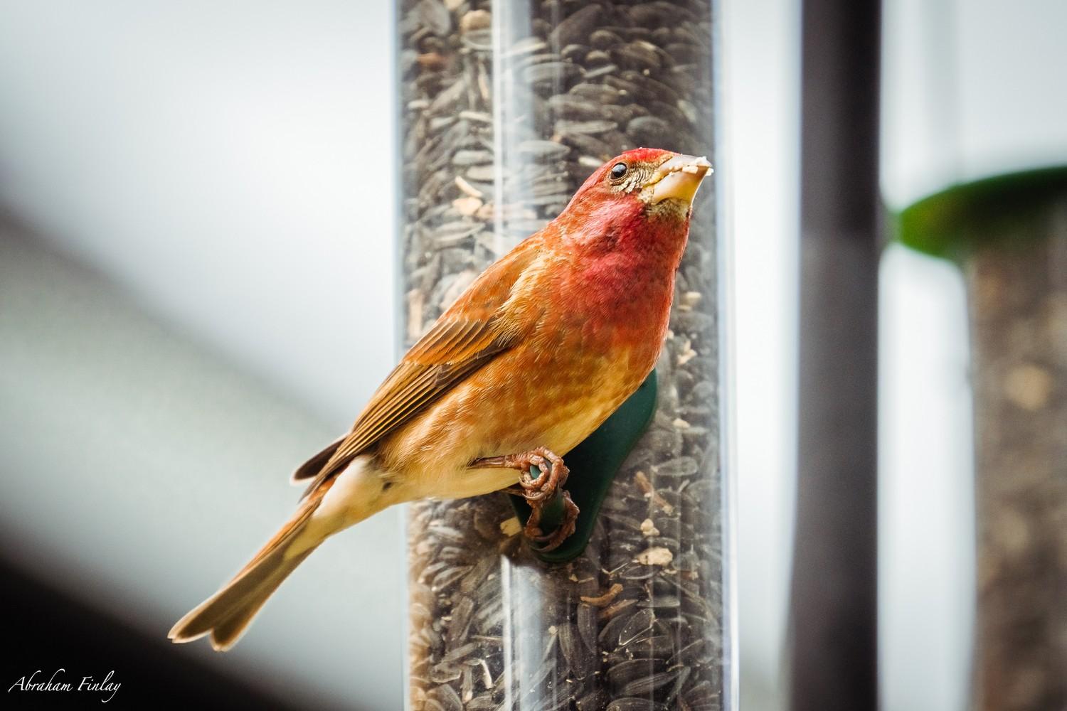 Douglas County Birds: Purple Finch — Roseburg Tracker