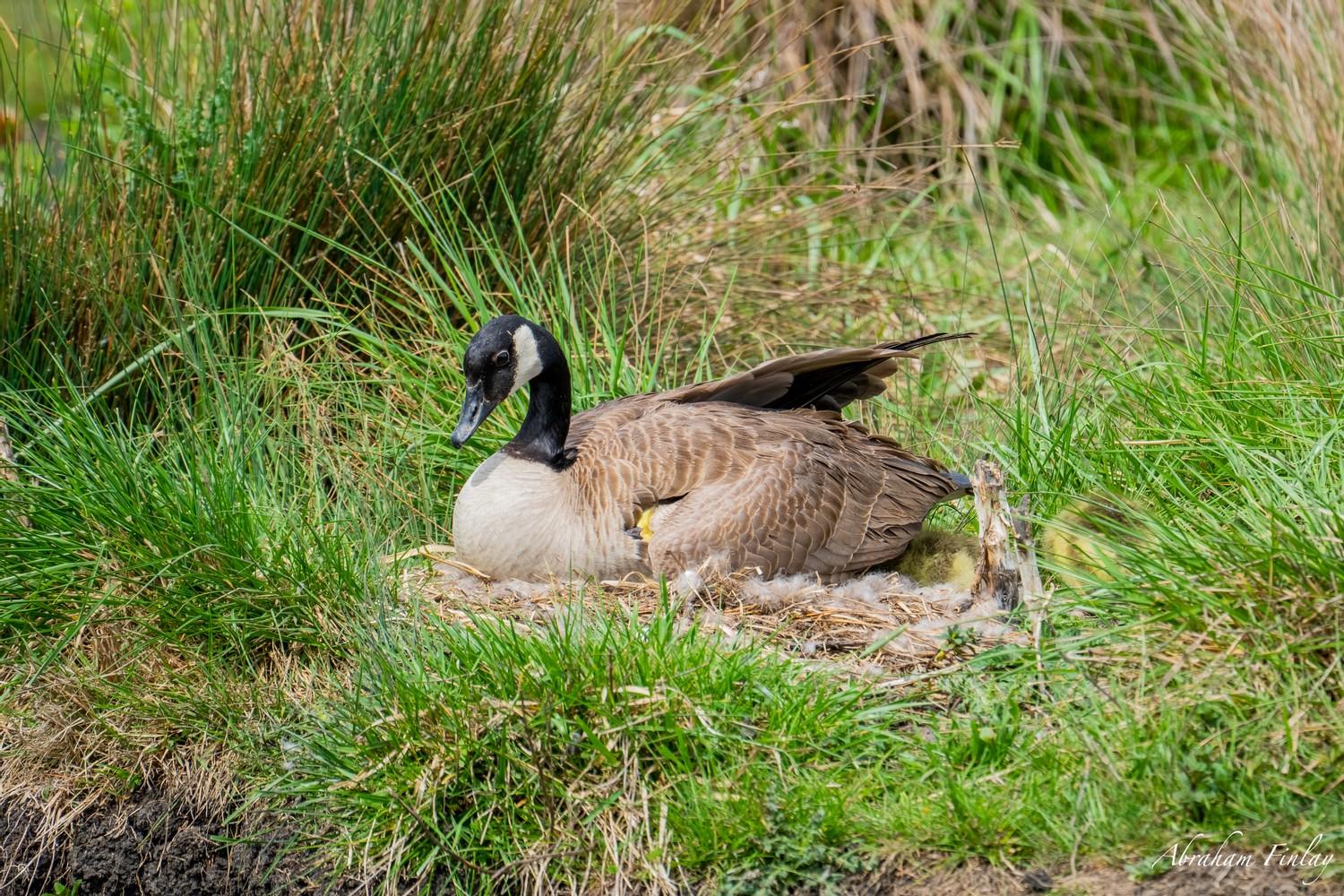 Before and After Baby Geese Hatching — Roseburg Tracker