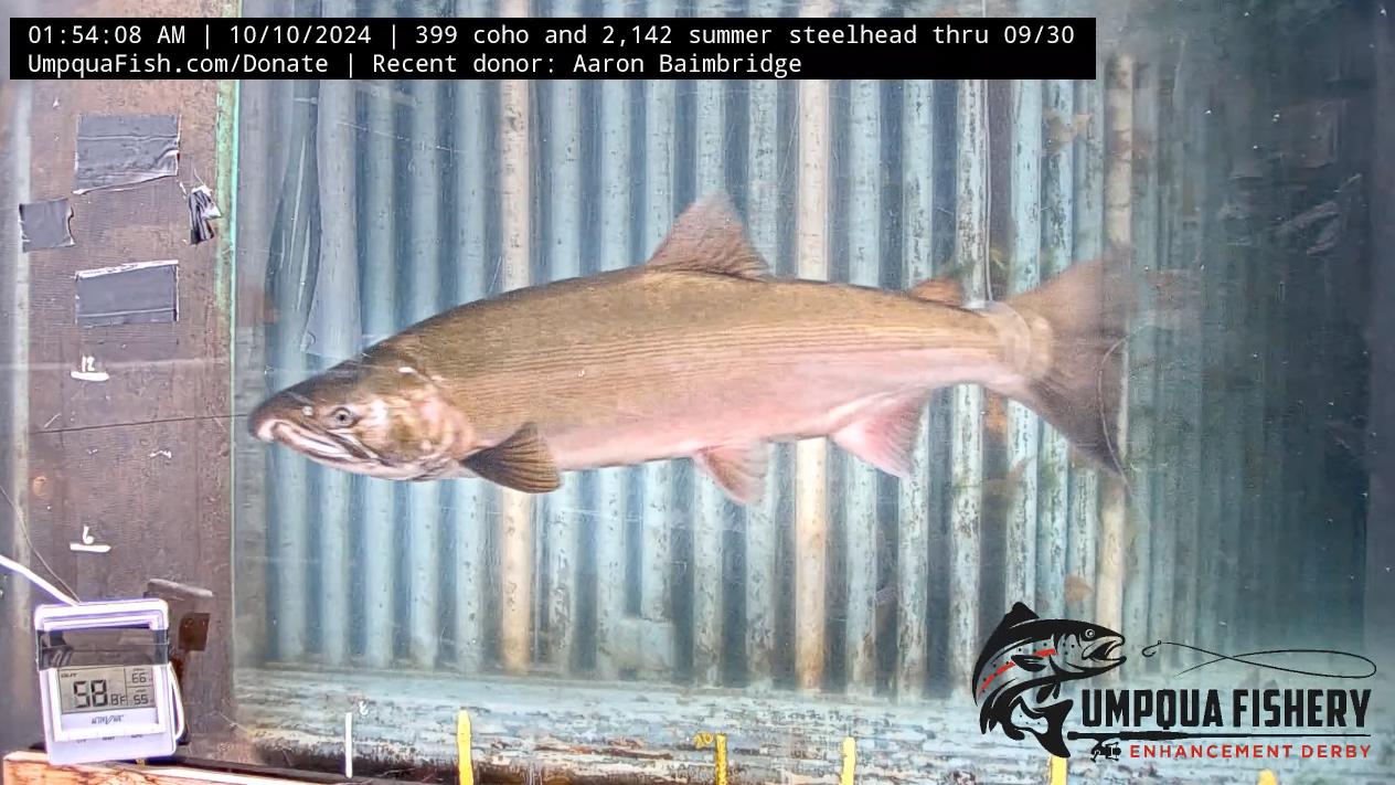 Over 2500 Wild Coho Navigate North Umpqua Fish Ladder — Umpqua Live ...