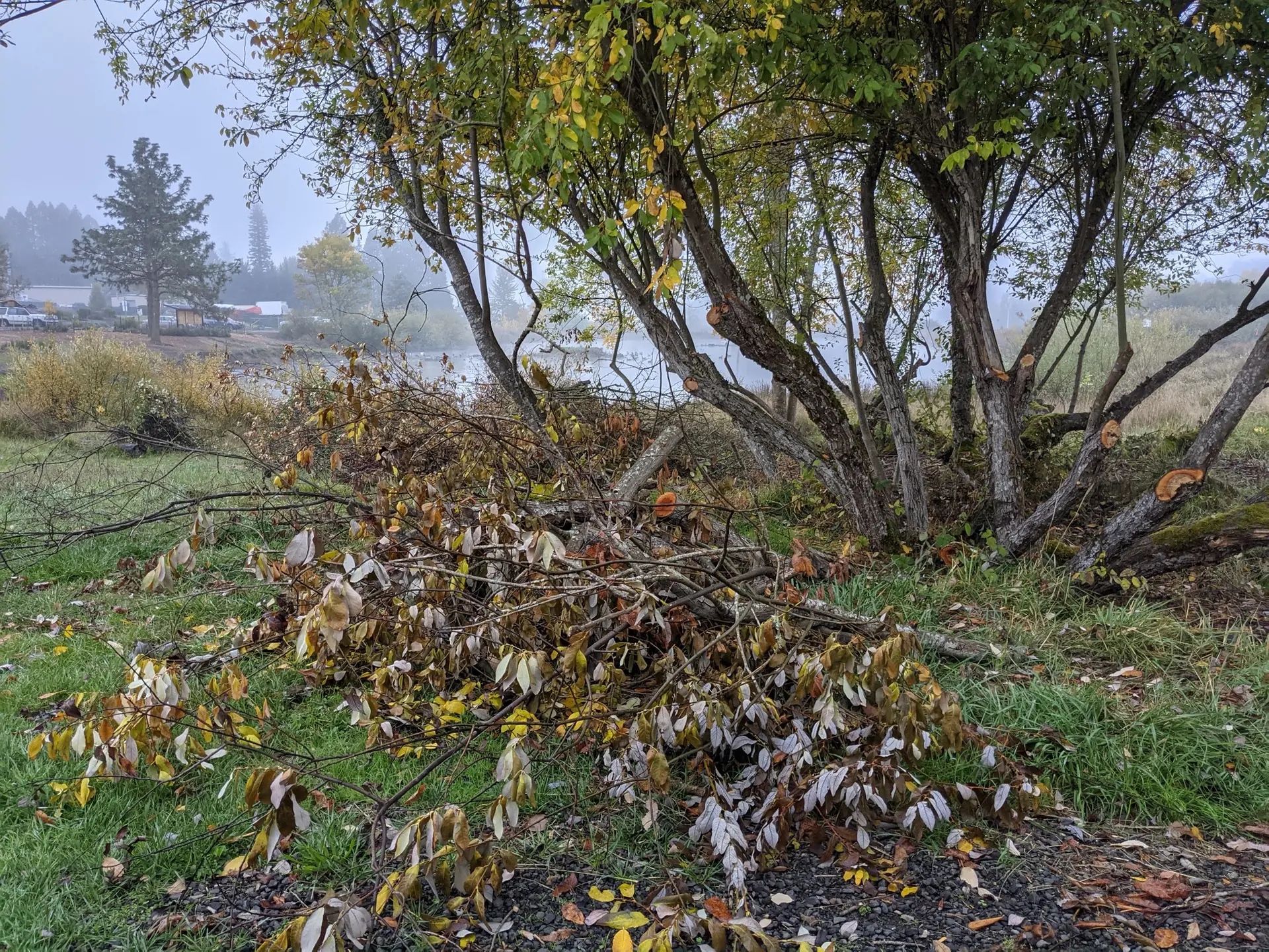 Stewart Park Natural Area Work Project