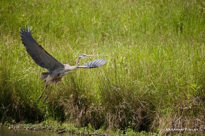 Douglas County Birds: Great-Blue Heron 