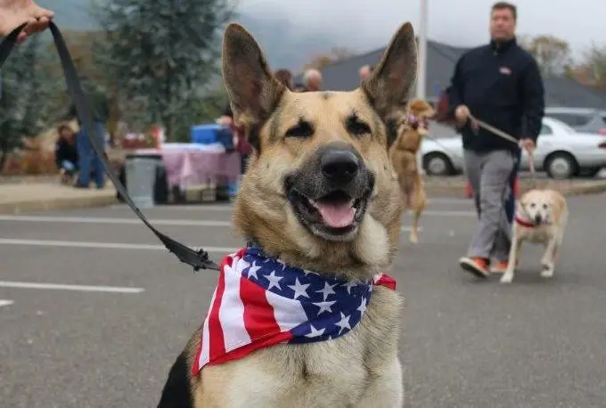 Aviva Health's Third Annual Vets and Their Pets Event to Honor Armed Forces Veterans