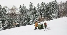 Christmas Tree Permits Are Free on the Umpqua National Forest This Year