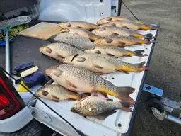 Common Carp Found in Cooper Creek Reservoir Concerns Biologists