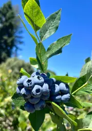 Big Bend Berries Opens U-Pick Blueberry Season Saturday