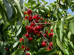 Old River Bed Farms Opens Cherry U-Pick Season Thursday